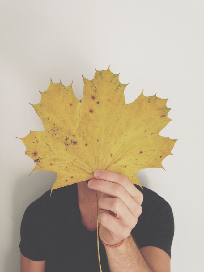 Big leaves in Canada